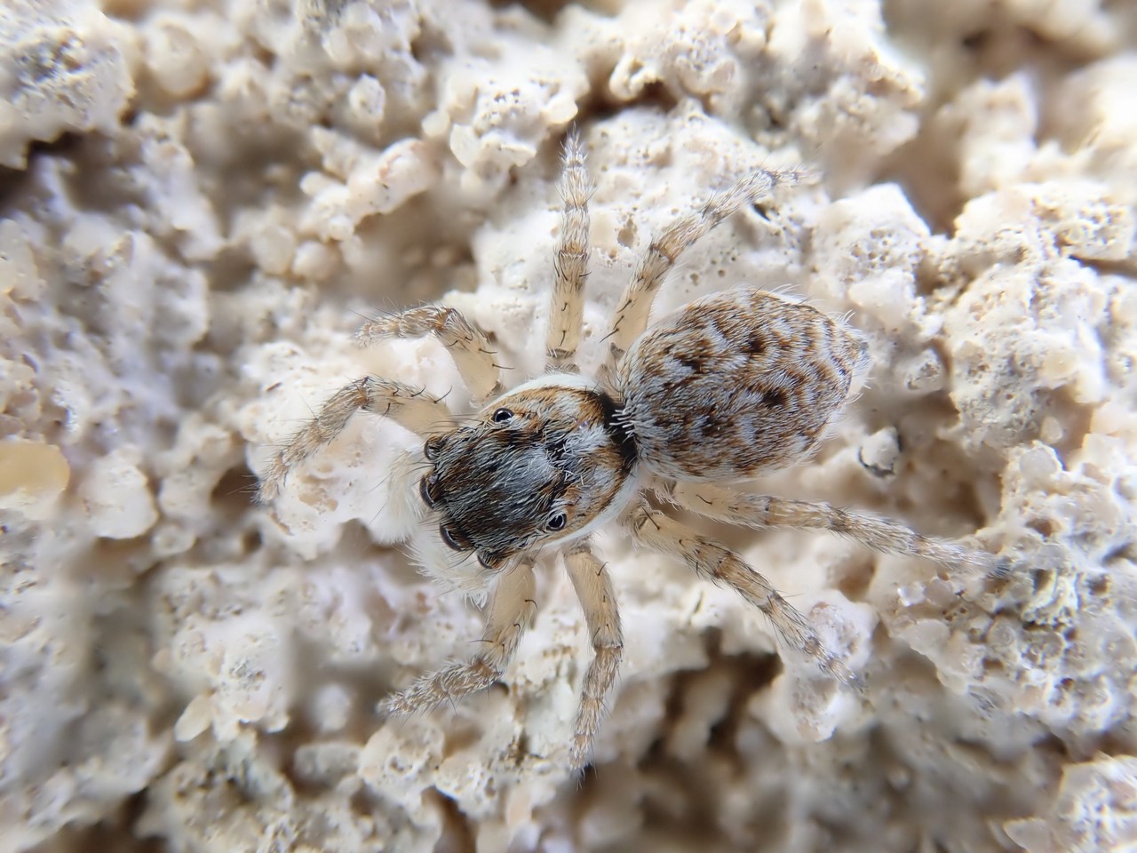 Menemerus semilimbatus